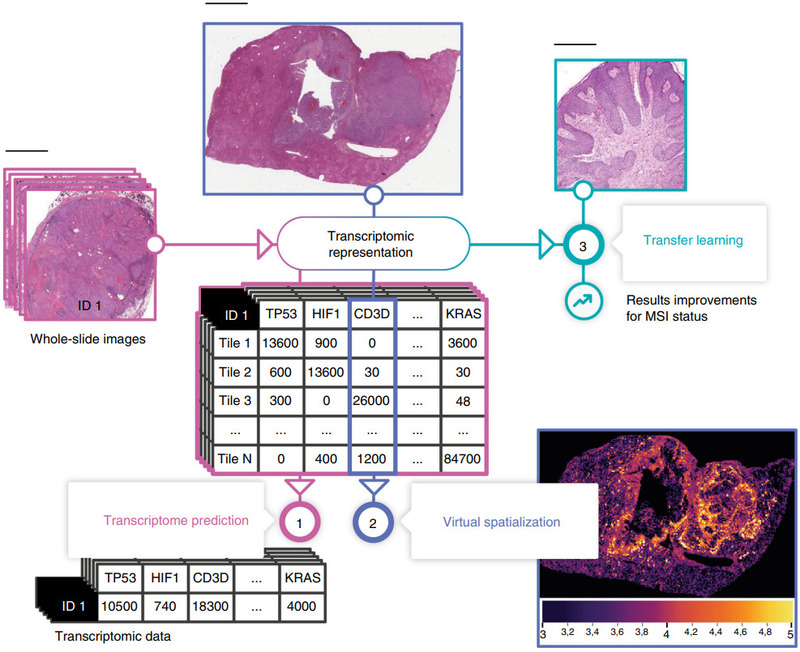 Predicting Molecular Tumor Biomarkers from H&E: A Review of the State-of-the-Art