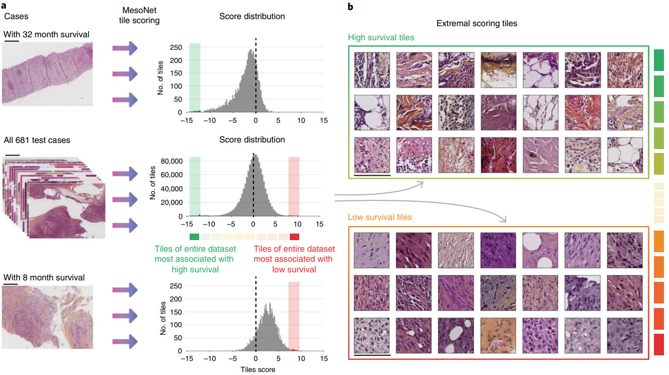 Survival Models for Histopathology